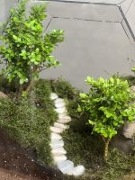 تراریوم بنسای ژاپونیکا طرح توپک تویینز - Image 3