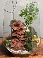 تراریوم بنسای ژاپونیکا طرح رد راک - Image 4