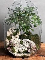 تراریوم بنسای لاکچری پیتسپروم - Image 3