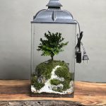 چراغخواب بنسای ژاپونیکا طرح وان روود