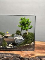 تراریوم بنسای ژاپونیکا طرح پل دوقلو - Image 3