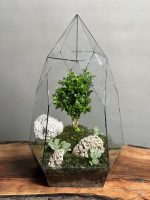 تراریوم بنسای ژاپونیکا طرح الماس ژاپن - Image 2