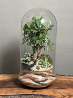 تراریوم بنسای فیکوس طرح موج کلاسیک - Image 2