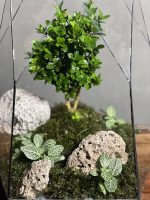 تراریوم بنسای ژاپونیکا طرح الماس ژاپن - Image 4