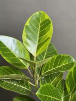 گیاه فیکوس الاستیکا آلتیسیما - Image 4