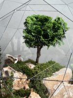تراریوم سوپر لاکچری بنسای نانا طرح توپی - Image 4