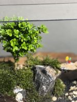 تراریوم بنسای ژاپونیکا طرح پل دوقلو - Image 5