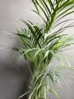 نخل اریکا - Image 6