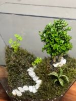 تراریوم بنسای ژاپونیکا طرح راه زندگی - Image 4
