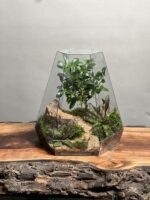 تراریوم بنسای پیتسپروم طرح دبل کریپتو
