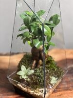 تراریوم بنسای فیکوس طرح طبیعت 35 Cm - Image 3