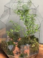 تراریوم لاکچری بنسای انار - Image 4