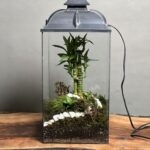 تراریوم چراغ خواب لوتوس بامبو