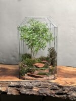 تراریوم بنسای انار طرح جنگل قرمز