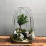 تراریوم بنسای تاکسوز طرح کریپتو