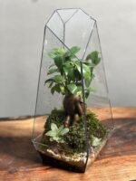تراریوم بنسای فیکوس طرح طبیعت 35 Cm - Image 2