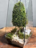 وابی کوزا طرح فاکس 35 Cm(تراریوم) - Image 3