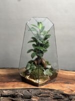 تراریوم بنسای فیکوس طرح طبیعت 40 Cm