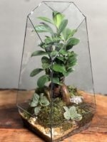تراریوم بنسای فیکوس طرح طبیعت 40 Cm - Image 3