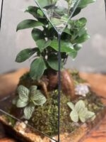 تراریوم بنسای فیکوس طرح طبیعت 40 Cm - Image 5