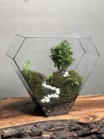 تراریوم بنسای ژاپونیکا طرح راه زندگی - Image 2