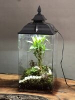 تراریوم چراغ خواب لوتوس بامبو - Image 2