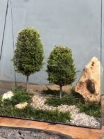 وابی کوزا طرح هرم سبز پلاس (تراریوم) - Image 4