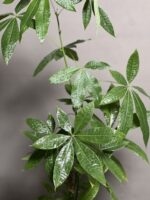 گیاه پاچیرا تک تنه - Image 5