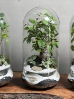 هدایا تبلیغاتی ۳ عدد تراریوم بنسای فیکوس طرح چشم - Image 2