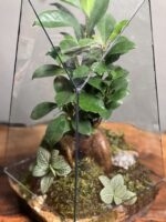 تراریوم بنسای فیکوس طرح طبیعت 40 Cm - Image 4
