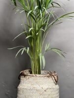 نخل اریکا - Image 5