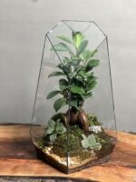 تراریوم بنسای فیکوس طرح طبیعت 40 Cm - Image 2