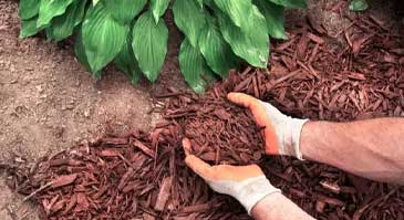 روش آبیاری گیاهان با مالچ
