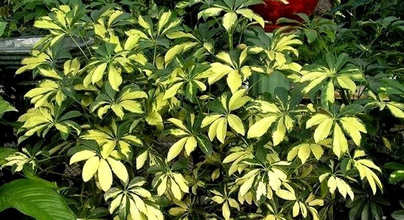 شفلرا استرالیایی