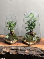 ۲ عدد تراریوم بنسای فیکوس طرح طبیعت - Image 2