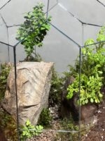 تراریوم بنسای ژاپونیکا طرح اسمال گنبد - Image 4
