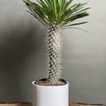 گیاه نخل ماداگاسکار 50 Cm