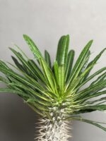 گیاه نخل ماداگاسکار 50 Cm - Image 5