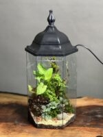 تراریوم رطوبتی چراغدار طرح آوای جنگل - Image 3