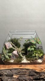 تراریوم رطوبتی طرح صندوق سبز - Image 3