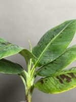 گیاه موز - Image 3