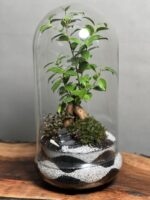 تراریوم بنسای فیکوس طرح دبل وایت موج - Image 2