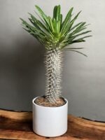 گیاه نخل ماداگاسکار 50 Cm - Image 2