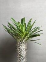 گیاه نخل ماداگاسکار 50 Cm - Image 4