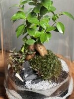 تراریوم بنسای فیکوس طرح دبل وایت موج - Image 4