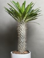 گیاه نخل ماداگاسکار 50 Cm - Image 3