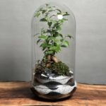 تراریوم بنسای فیکوس طرح دبل وایت موج
