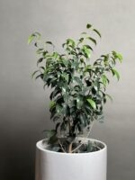 گیاه بنجامین بلک 70 Cm - Image 2