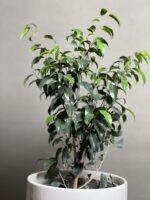 گیاه بنجامین بلک 70 Cm - Image 3