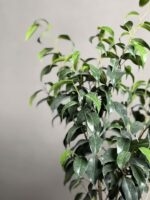 گیاه بنجامین بلک 70 Cm - Image 4